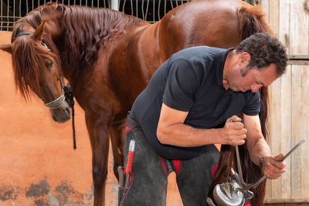 Farrier working with horse hoof trimmer