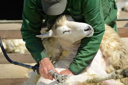 Speed slick clipping with the best overall sheep shears